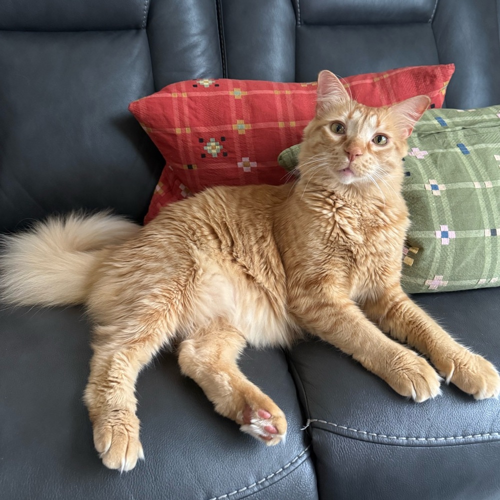 Meet the posher